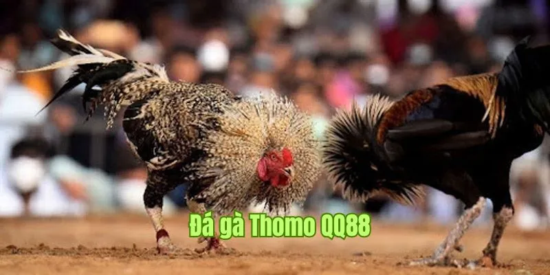 đá gà Thomo