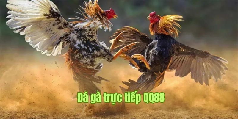 đá gà trực tiếp