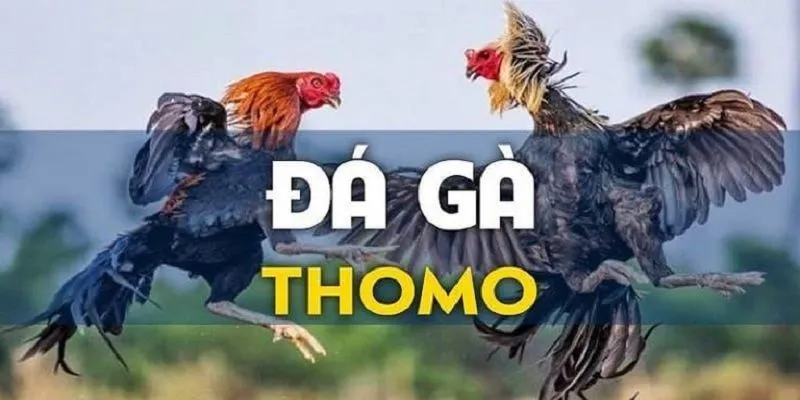 Dịch vụ đá gà Thomo nổi tiếng, siêu hot tại thị trường giải trí