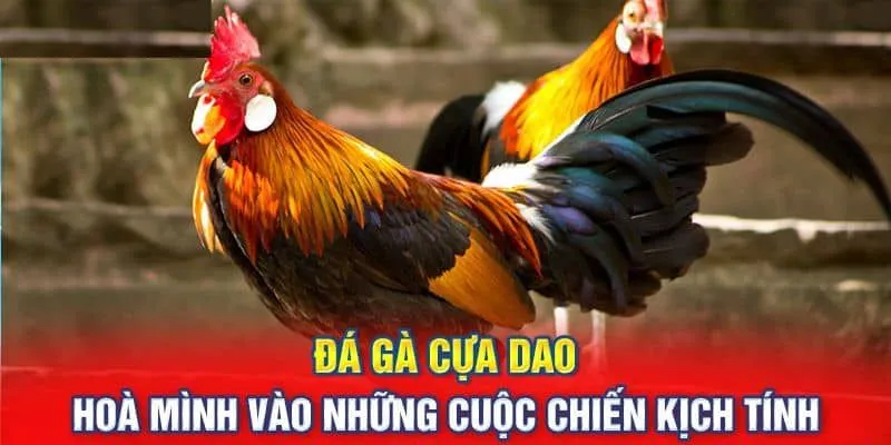 Đôi nét về hình thức đá gà cựa dao tại nhà cái QQ88 