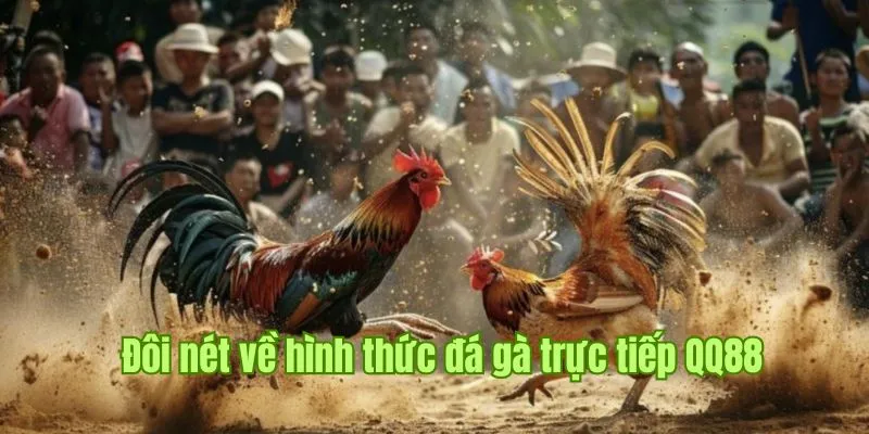 Giới thiệu hình thức đá gà trực tiếp tại nhà cái QQ88